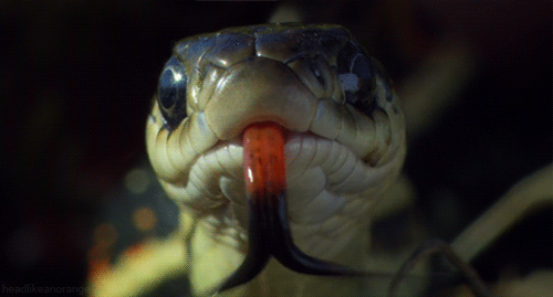 Гиф: Красный односторонней подвязки змея