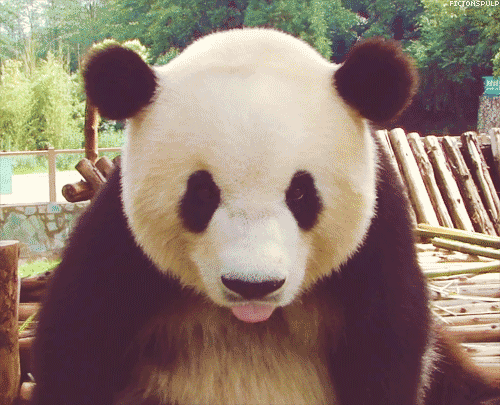 Гиф: Панда показывает язык