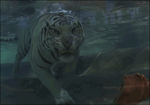 Гиф: Белый тигр проголодался