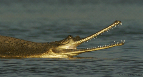 Гиф: Gharial крокодил
