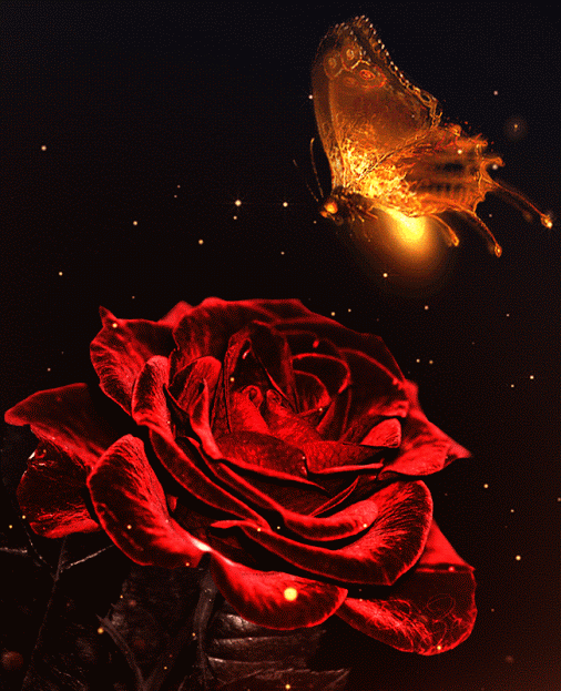 Гиф: Красная роза и бабочка в огне