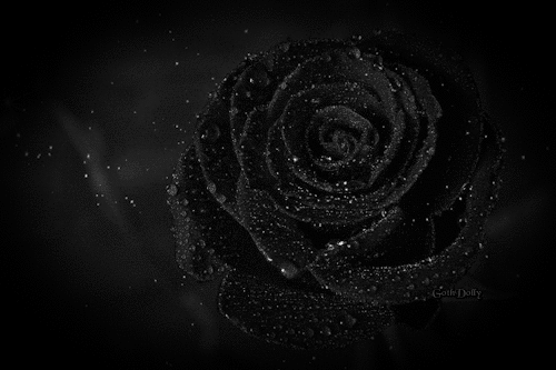 Гиф: Черная роза