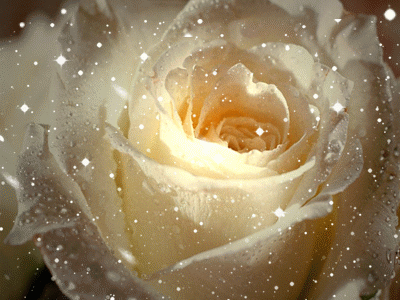 Гиф: Яркие красивые розы