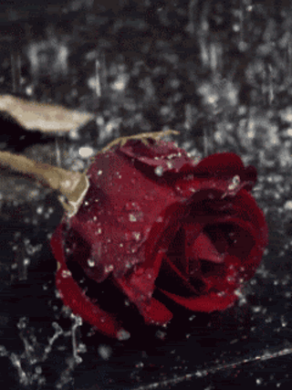 Гиф: Красная роза под дождем