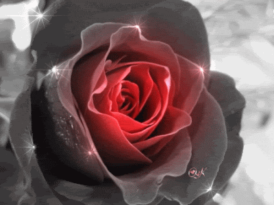 Гиф: Цветок красная роза - черно белое