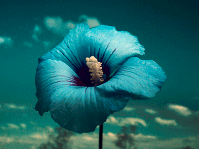 Гиф: Цветы синий