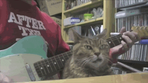 Гиф: Кошка и гитара