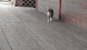 Гиф: Кот идёт смешной походкой