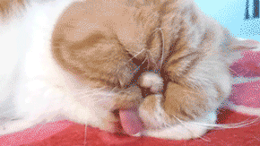 Гиф: Спящий кот с языком