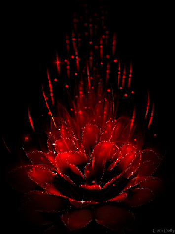 Гиф: красивый красный цветок