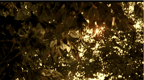 Гиф: Солнце светит сквозь листву