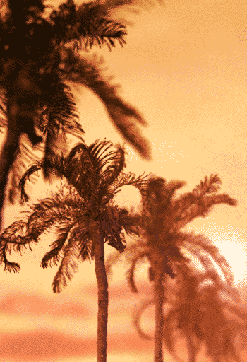 Гиф: Закат пляж, пальмы