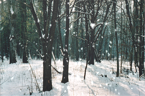 Гиф: Cнежинки в зимнем лес у